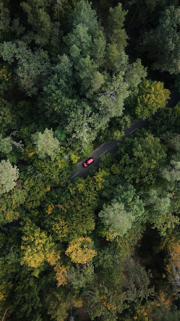 Aerial shot of a car navigating through a lush forest road in Ukraine, capturing nature's tranquility.